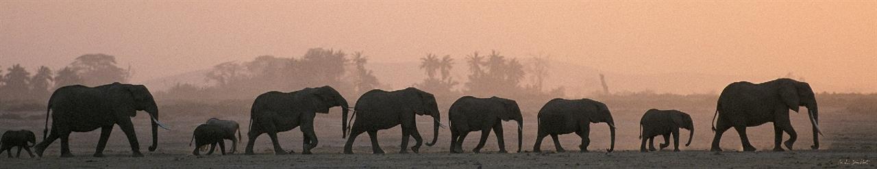 An elephant herd