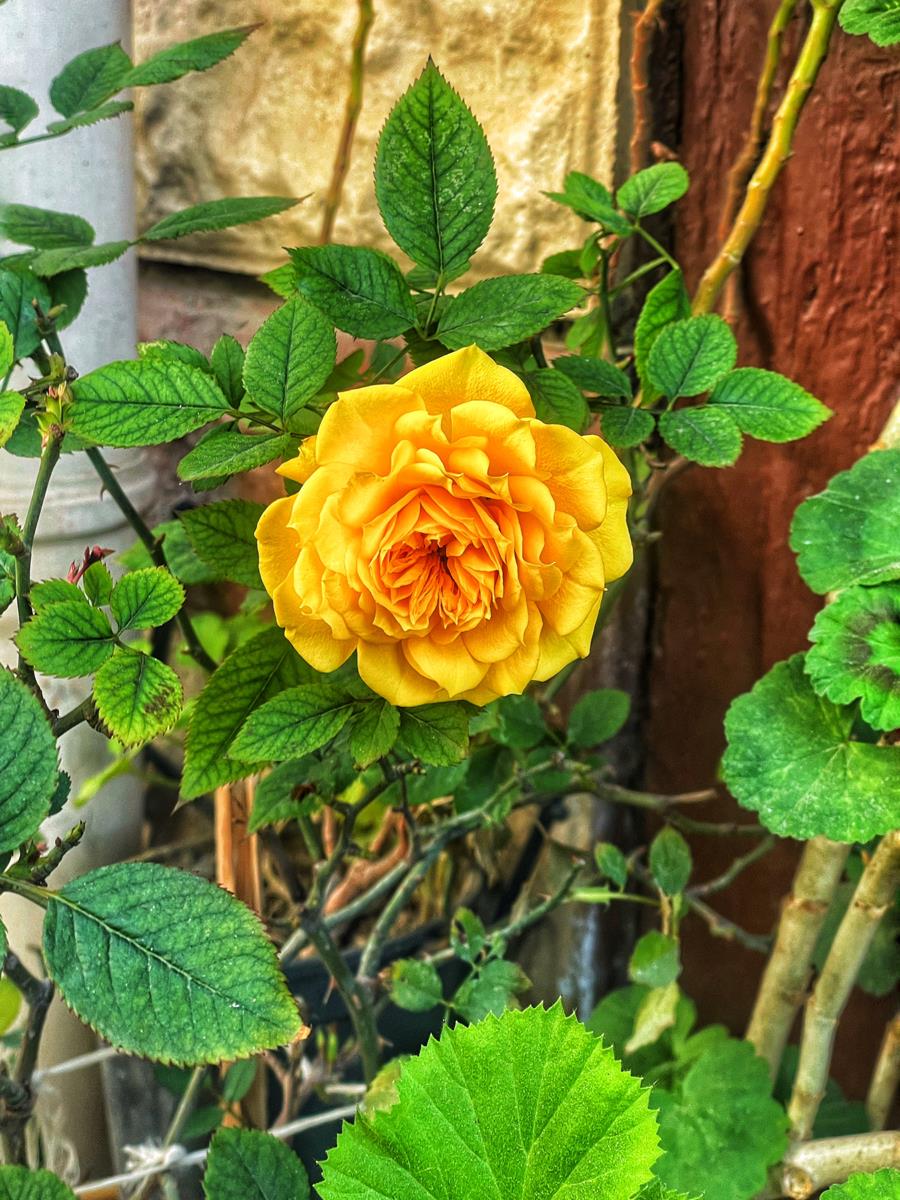 ek-i-s-zl-k-kutsal-bilgi-kayna