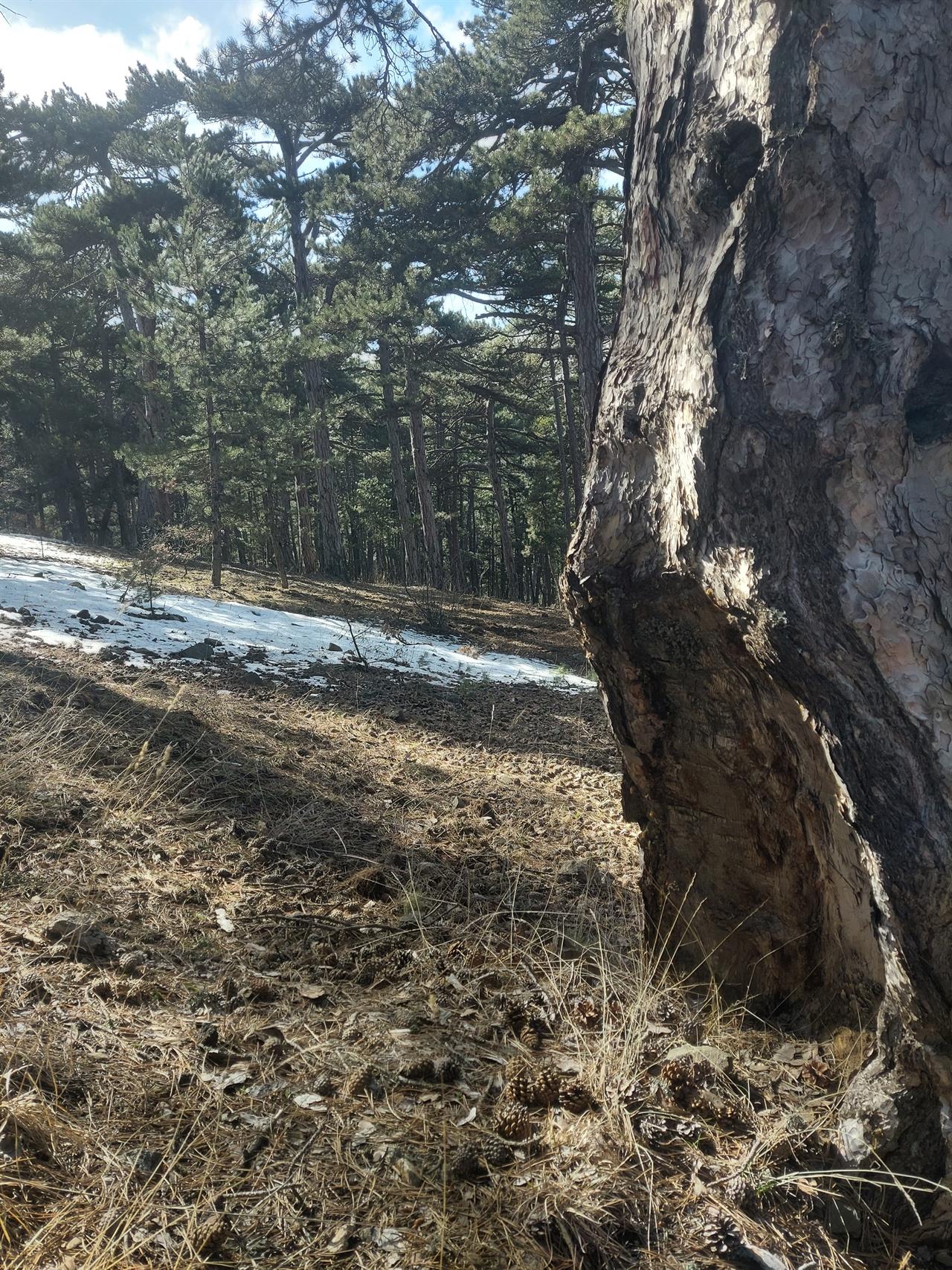 https://cdn.eksisozluk.com/2025/3/9/8/88xn23gz.jpg